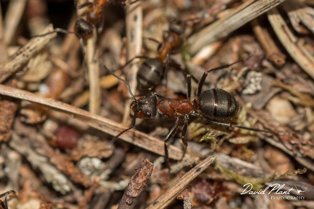 David Plant Photography - Wildlife Photography - Formica lugubris - G.jpg - Hairy wood ant, Formica lugubris - Perth and Kinross